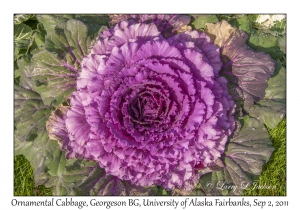 Ornamental Cabbage