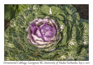 Ornamental Cabbage