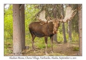 Alaskan Moose