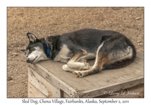 Sled Dog