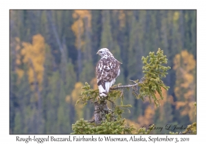 Rough-legged Buzzard