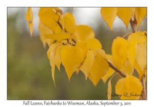 Fall Leaves