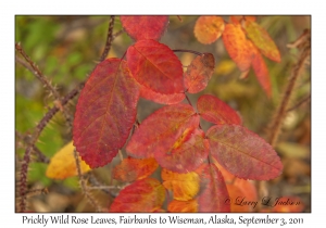 Prickly Wild Rose Leaves