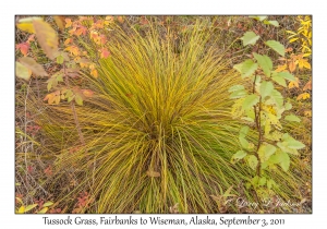 Tussock Grass