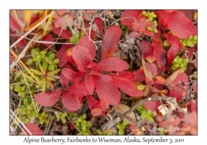 Alpine Bearberry