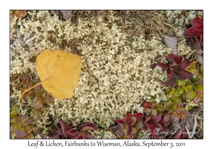 Leaf & Lichen