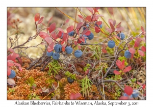 Alaskan Blueberries