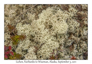 Lichen