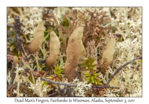 Dead Man's Fingers