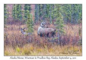 Alaska Moose