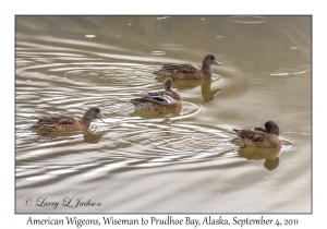 American Wigeons