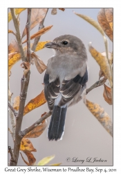 Great Grey Shrike