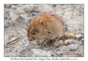 Northern Red-backed Vole