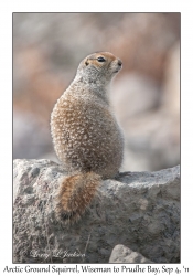 Arctic Ground Squirrel