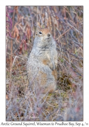 Arctic Ground Squirrel