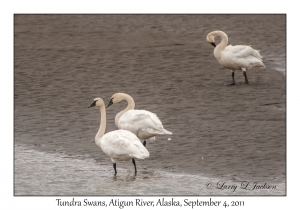 Tundra Swans