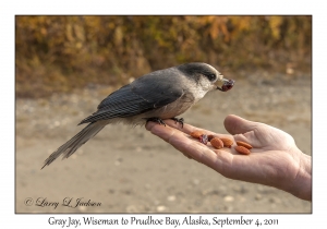 Gray Jay