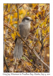 Gray Jay