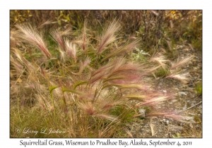 Squirreltail Grass