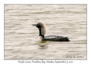 Pacific Loon