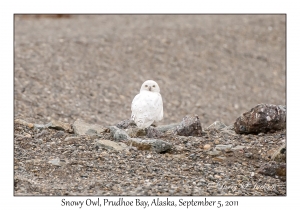 Snowy Owl