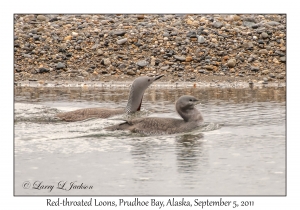 Red-throated Loons