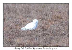 Snowy Owl