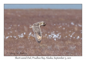 Short-eared Owl