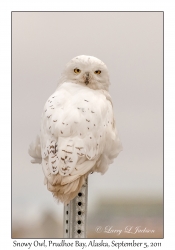 Snowy Owl