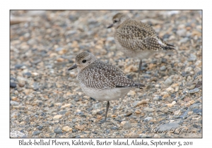 Black-bellied Plovers