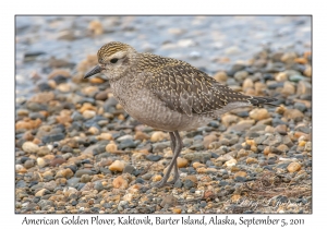 American Golden Plover