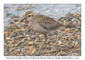 American Golden Plover