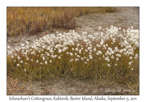 Scheuchzer's Cottongrass