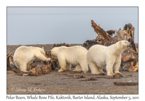 Polar Bears