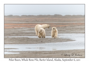 Polar Bears