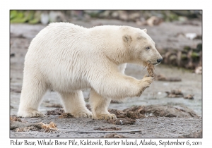 Polar Bear