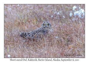 Short-eared Owl