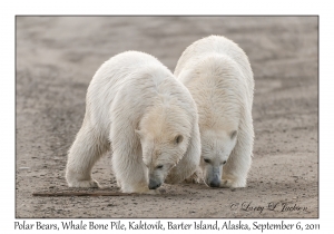 Polar Bears