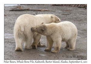 Polar Bears