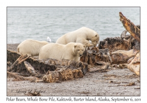 Polar Bears