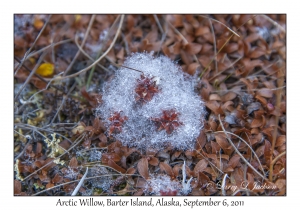 Arctic Willow