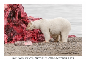 Polar Bears