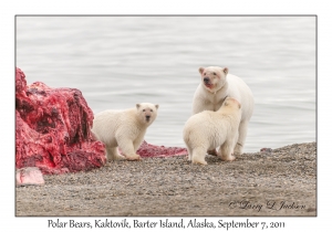 Polar Bears