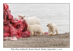 Polar Bears