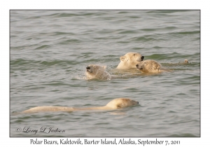 Polar Bears