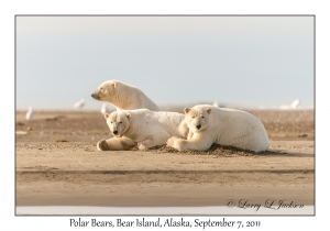 Polar Bears