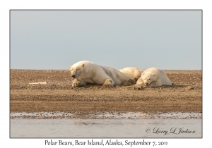 Polar Bears