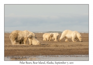 Polar Bears