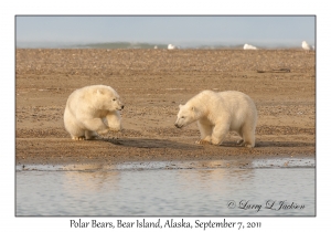 Polar Bears