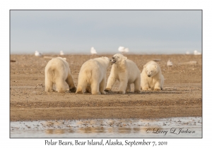 Polar Bears